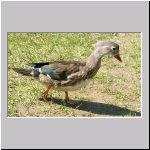 Anatidae spec - Ente 01d.jpg